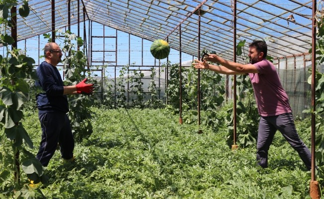 Bir dönüm seradan yaklaşık 20 bin lira gelir bırakıyor